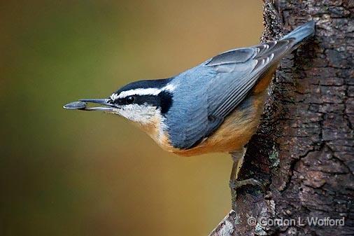 Nuthatch With A Seed_52070.jpg - Red-breasted Nuthatch (Sitta canadensis) photographed at Ottawa, Ontario - the capital of Canada.